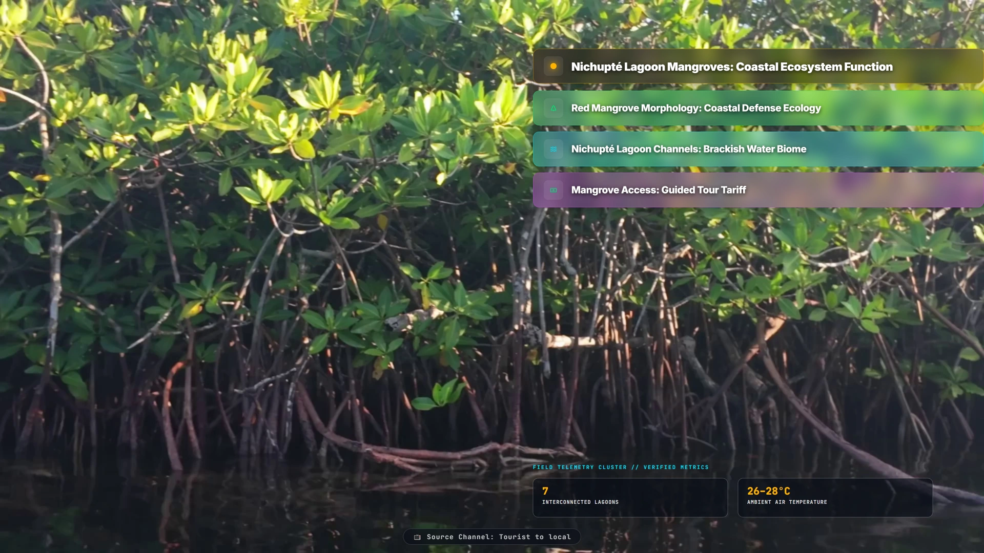 Nichupté Lagoon Mangroves: Coastal Ecosystem Function