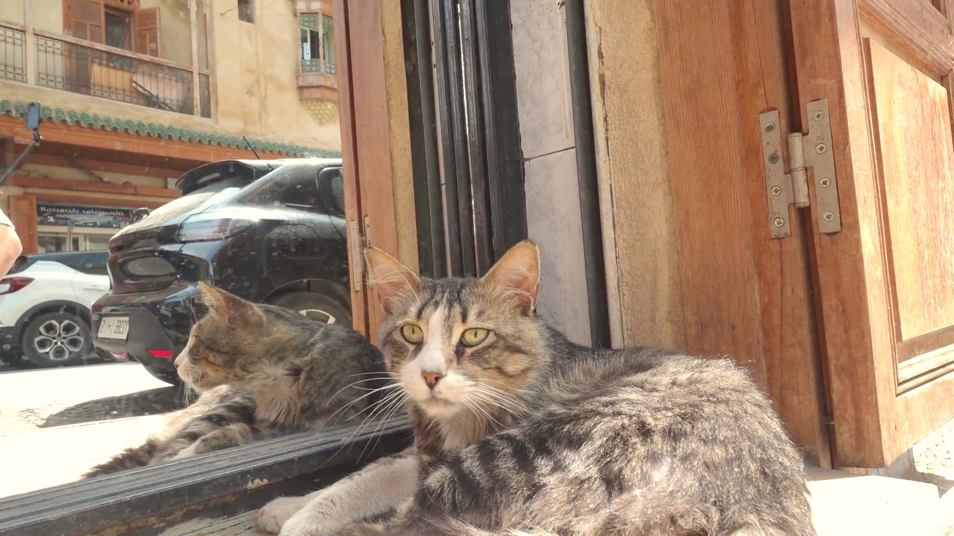 Fez Urban Life: Feline Street Presence