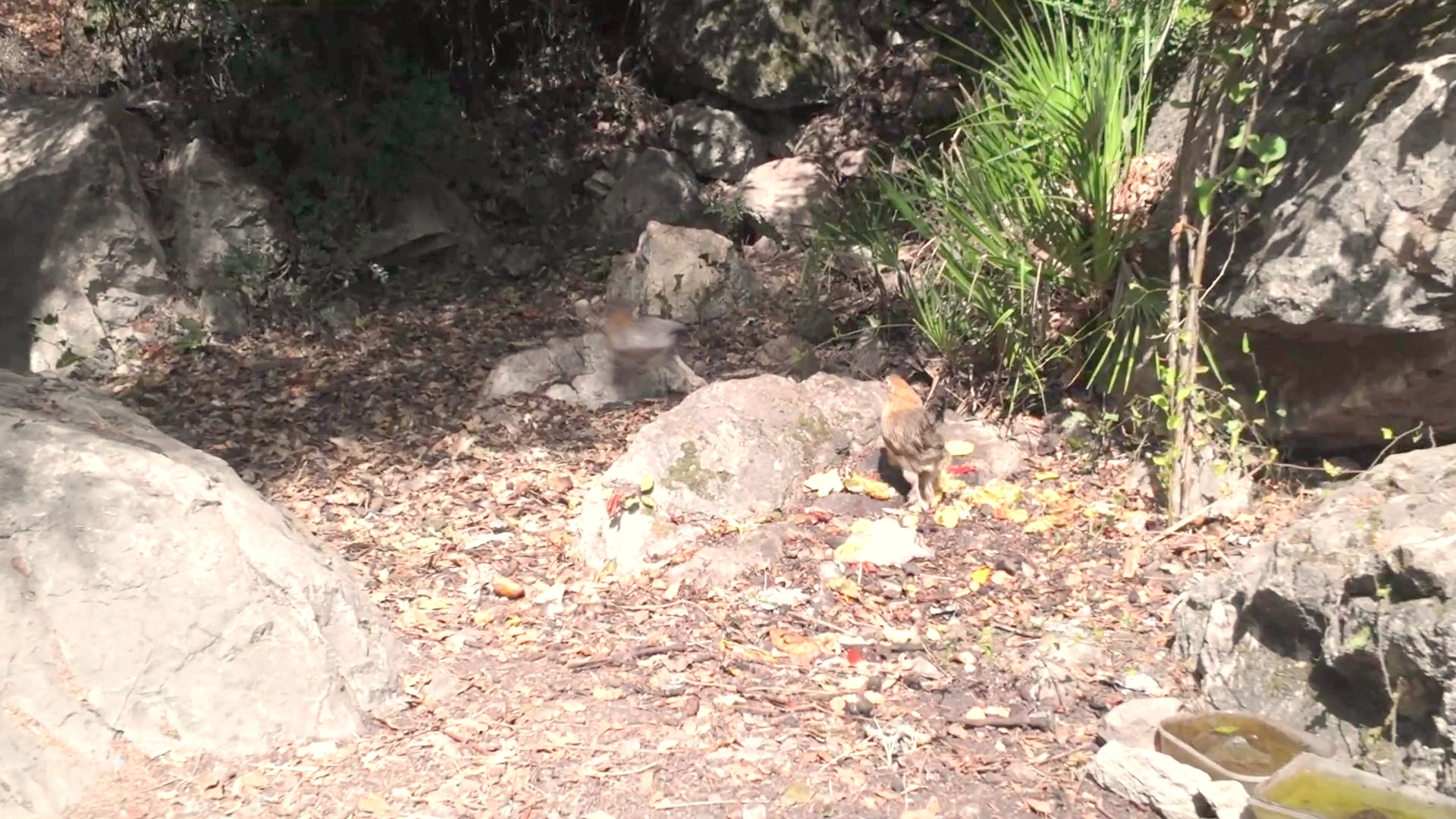 Akchour Valley Wildlife: Canyon Fauna Foraging